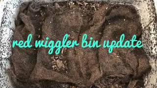 Red Wiggler Bins + a problem with pot worms