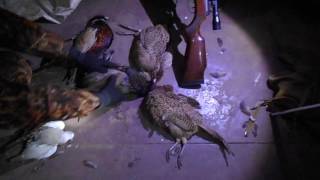 Осенняя охота на фазана 2016 г.Fall hunting for pheasant2016.