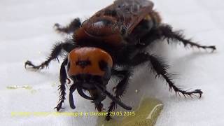 Гигантская Оса Сколия Живет На Балконе!  Monster Wasp Scolia Feeds on Honey, Kiev Ukraine