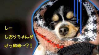 結婚式オープニングビデオ☆オリジナル☆愛犬が登場！