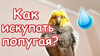 Как правильно купать попугая? Приучение попугая к купанию. | Рокки Life