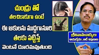 చుండ్రుతో తలచికాకుగాఉంటే ఈఆకుపేస్ట్ తలకుపట్టిస్తే వెంటనేదూరం|How To Get Rid Of Dandruff