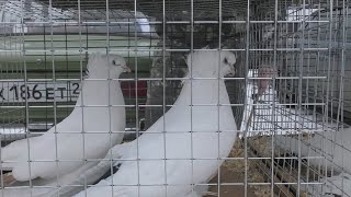 19.01.20. Птичий рынок г Пятигорск ч 3. The bird market in Pyatigorsk, part 3.