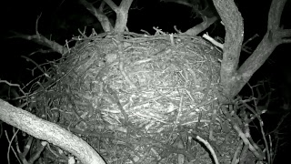 Big Bear Bald Eagle Cam