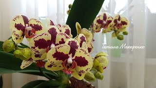 Цветение моих орхидей на 17 марта 2018 | Flowering of my orchids | Орхидея | Orchids
