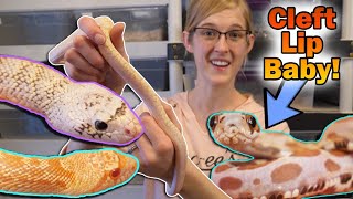 Update on our 2019 Holdback Snakes (the keepers!)