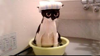 Я РЖАЛ ПОЛ ЧАСА / СМЕШНЫЕ ЖИВОТНЫЕ , КОТЫ СОБАКИ ЛУЧШИЕ ПРИКОЛЫ