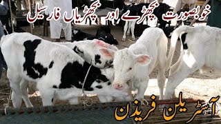 Australian Frezian Cow Bachry For Sale In Janwar Mandi Doli Shaeed Jhang Malomor