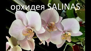 ОРХИДЕЯ Salinas (Phalaenopsis Salinas) c чертами испанской ГОАПА