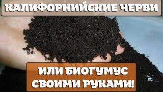 КАЛИФОРНИЙСКИЕ ЧЕРВИ и БИОГУМУС