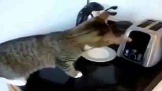 ПРИКОЛЫ С КОШКАМИ Лучшие и котами смеяться до слез! Танцующие животные приколы