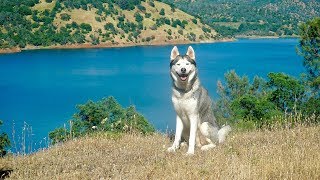 HUSKY SWIMS IN CRYSTAL BLUE LAKE! - 2 MILLION SUBSCRIBERS!