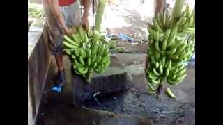 Cavendish Banana Processing