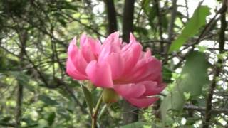 Peony Coral Charm - A Pink Flowering Herbaceous Peony