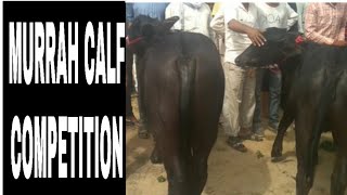 Murrah Calf competition  females / barsola (jind) competition/jind pasu mela