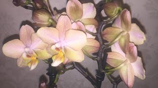 ГОРШКИ АРТЕ и phal. SAPORITA от Лены Аляутдиновой