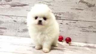 For sale mini white pomeranian! Мини девочка померанский шпиц белого окраса!