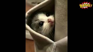 ПРИКОЛЫ С ЖИВОТНЫМИ 2019 !