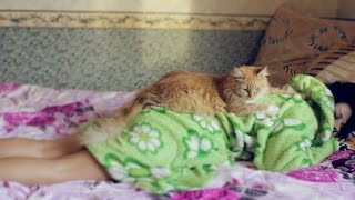 Кот делает массаж девушке