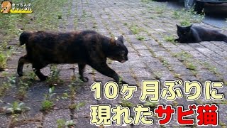 【野良猫】10ヶ月ぶりに現れたサビ猫【地域猫】