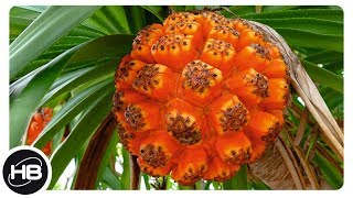 10 самых необычных, съедобных экзотических фруктов. Факты о фруктах.
