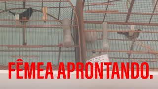 Fêmea de curio aprontando e pedindo gala falsa;