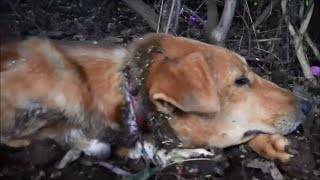 Oliver... the dog who survived a Hanging... The Greatest Animal Rescue Of My Life!