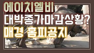 [주식]에이치엘비 2/13 대박종가마감상황?1차치료제 CB 네오레바 엘레바 홈피공지