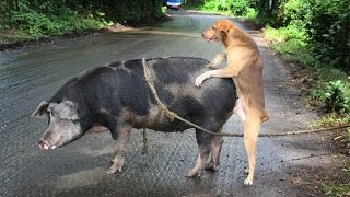 СТРАННЫЕ СПАРИВАНИЯ ЖИВОТНЫХ и не только...