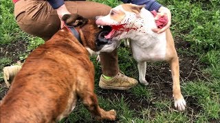 АМСТАФФ и БОКСЁР ПОДРАЛИСЬ  / Dogs had a fight.Amstaff and boxer