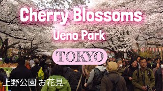 Hanami in Ueno Park　上野公園でお花見♪