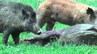 HOGS, HELIUM & AIR RIFLES