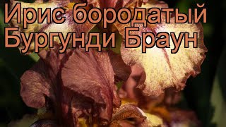 Ирис бородатый Бургунди Браун (iris) ? обзор: как сажать, саженцы ириса Бургунди Браун