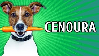 CENOURA PARA CÃES: BENEFÍCIOS, QUANTIDADE, CUIDADOS | com Debby Lagranha