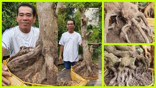 BÁO GIÁ PHÔI MAI VÀNG VIỆT TUẤN BÌNH THỦY CT ngày 19/10?0918 834 138? bonsai can tho