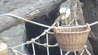 Брачные игры горилл