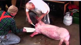 #74 Home Slaughter & Butchering Pig  (Part 1)