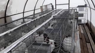 Клетки для кроликов промышленного типа. Эксплуатация зимой. Часть 2. Мороз -25, автопоение замерзло.