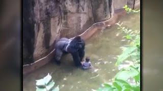 Ohio zoo defends killing gorilla after boy trapped