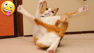 ???? Funniest Cats And Dogs - Cute And Funny Animal Videos
