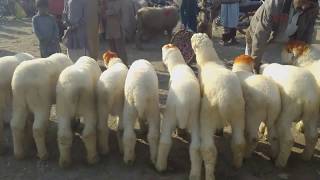 Qurbani ke lia tayar mundray 03419019601