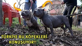 TÜRKİYENİN KONUŞTUĞU O KASLI VE GÜÇLÜ KÖPEKLER - American Bully