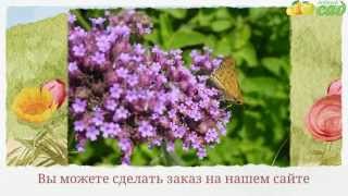 Посадка вербены - как правильно посадить вербену