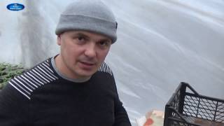 ПЕРЕСАДКА УКОРЕНЁННЫХ ЧЕРЕНКОВ КАЛИБРАХОА В СТАКАНЫ. ЧАСТЬ 2