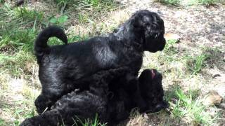 Adams Labradoodle Puppies