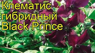 Клематис гибридный Черный Принц (блэк принц). Краткий обзор, описание clematis Black Prince