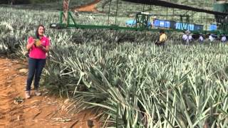 Exportadores de PIÑA, FRUTAS Y TUBERCULOS, Productos Agropecuarios VISA
