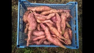 Батат. Уборка и хранение батата.#суфикс.