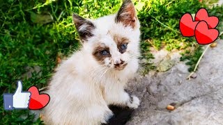Маленький милый котенок, которого мы спасли на улице и принесли домой