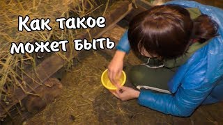ВЛОГ: У Дианы с Рушаном ждал приятный сюрприз / В шоке что в таком количестве